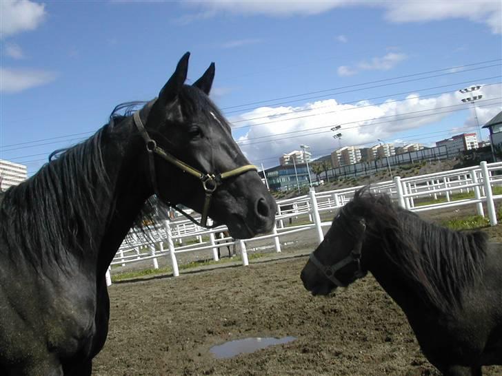 Shetlænder Freddy - stor og lille billede 12