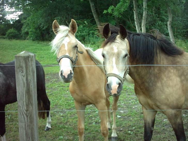 DSP Elvira Wales - Elvira Wales og Augustus Wales. 
 billede 10