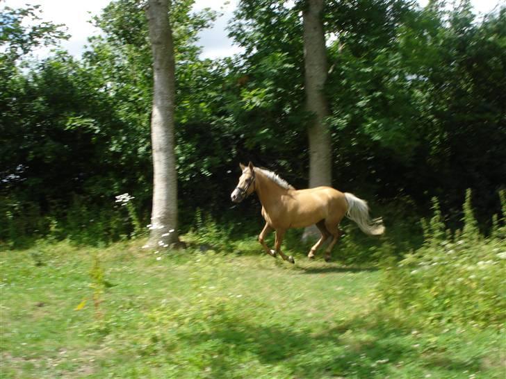 DSP Elvira Wales billede 11