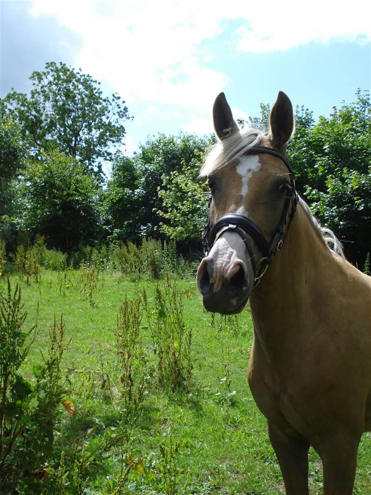 DSP Elvira Wales billede 12