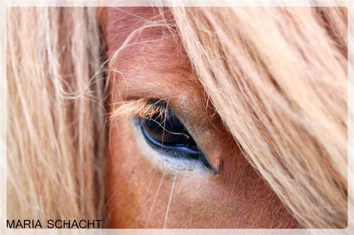 Islænder Hugi fra Bakkerne - 3# Tjah, Hugo :) billede 3