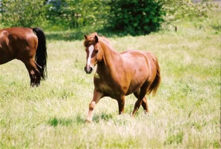 Anden særlig race Sukema - Solgt - sukema kan både spise og løbe på samme tid billede 14