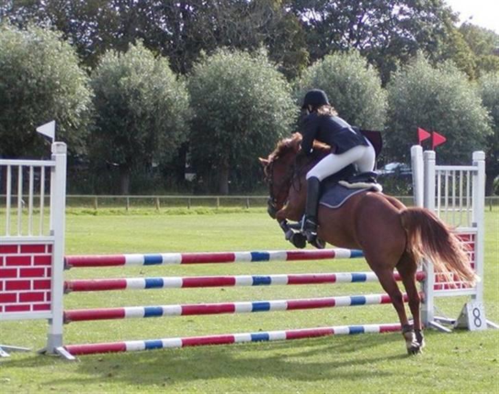 Anden særlig race Sukema - Solgt - spring staevne billede 15