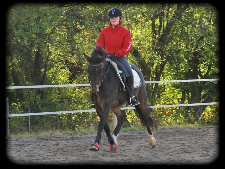 New Forest Strandagers Makenzy *SOLGT* - NYT ! En god øgening :D Taget af : Karen <3 billede 13