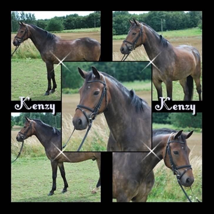 New Forest Strandagers Makenzy *SOLGT* - Billeder af makenzy som jeg fik i 18 års fødselsdags gave <3  billede 14