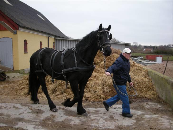 Frieser Maaike Margreet - Maaike i køresele billede 4
