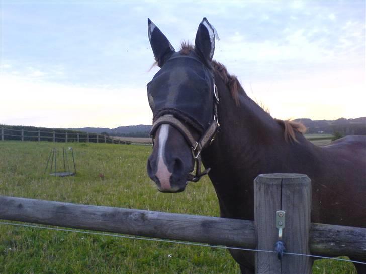DSP Boccacio:<3 SOLGT :( - marken bare det bedste, men jeg kunne da ikke lige lade være og kigge forbi.. billede 4