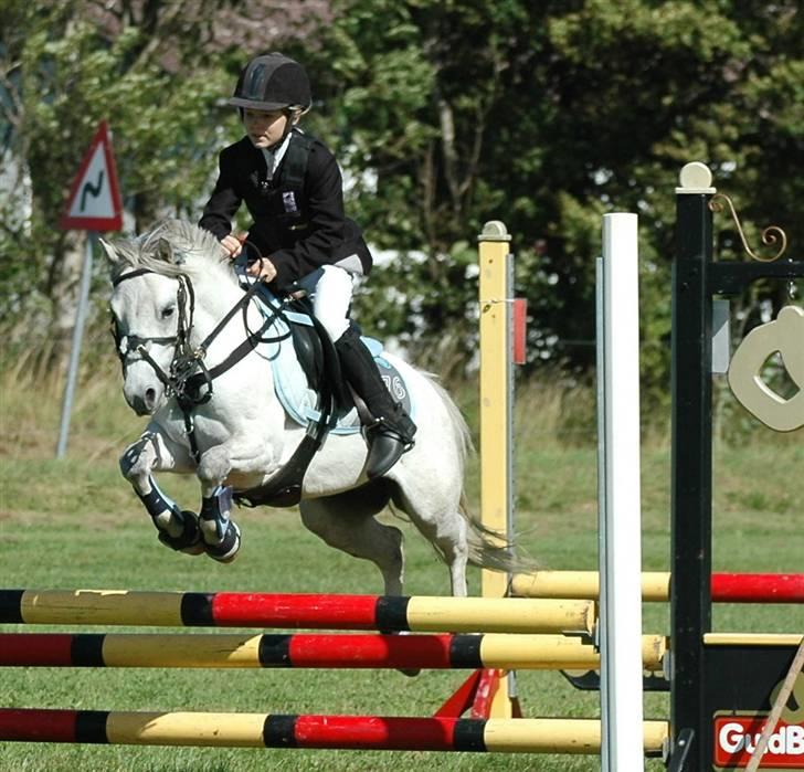 Welsh Mountain (sec A) Musjo "SOLGT" - Stævne i dronninglund billede 11