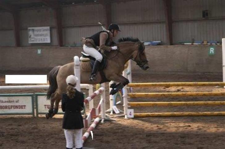 Anden særlig race Langagers Misha -Solgt billede 2