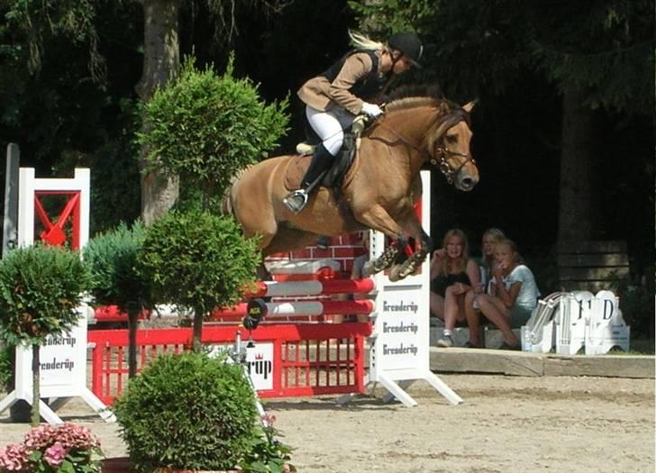 Anden særlig race Langagers Misha -Solgt - Distriktmesterskaberne 2006 billede 3