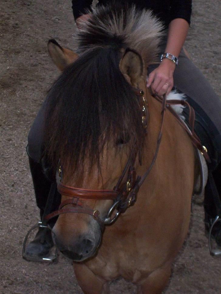 Anden særlig race Langagers Misha -Solgt billede 4