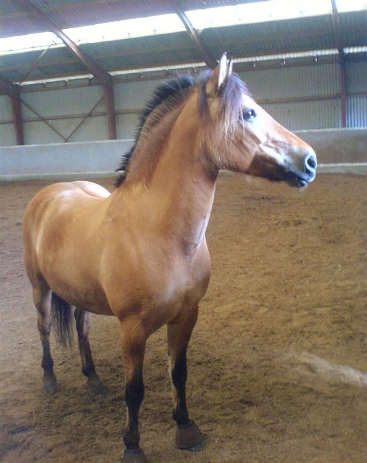 Anden særlig race Langagers Misha -Solgt billede 5