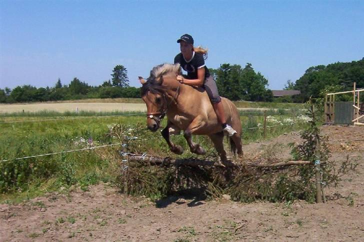 Anden særlig race Langagers Misha -Solgt billede 6