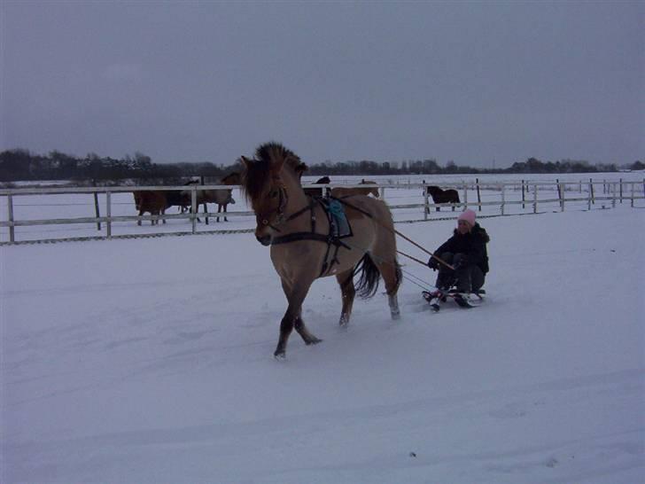 Anden særlig race Langagers Misha -Solgt - Misha kan det hele ;) billede 7