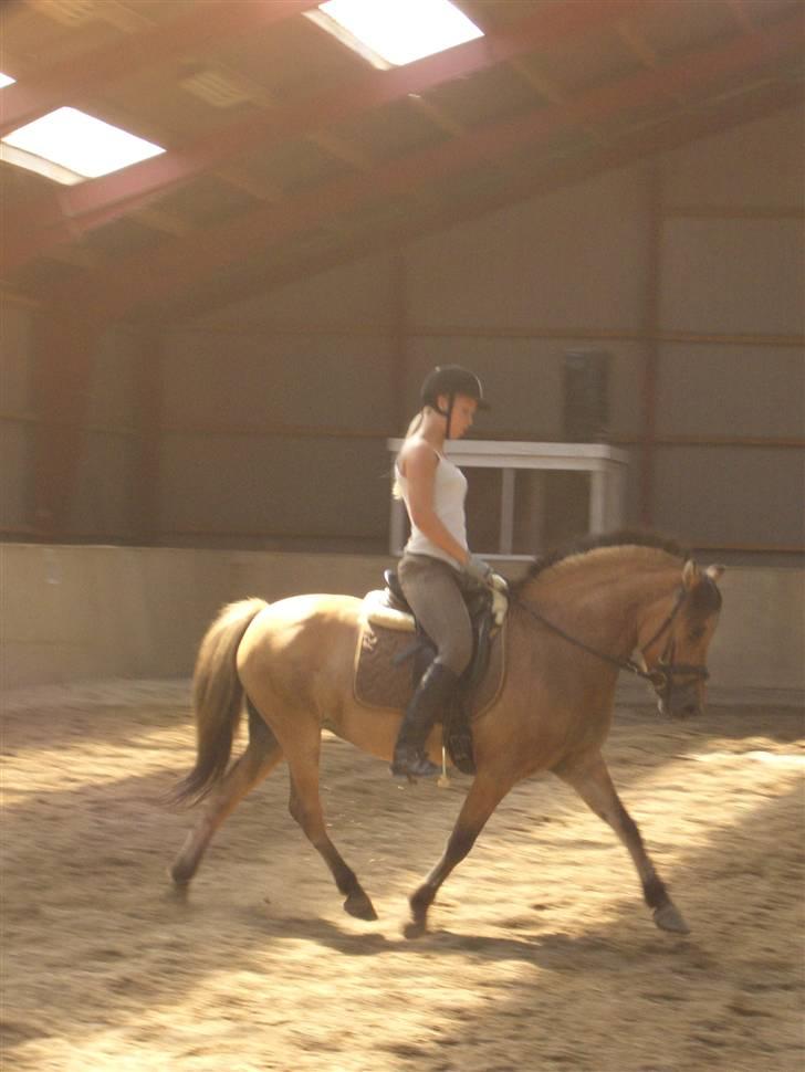 Anden særlig race Langagers Misha -Solgt billede 8