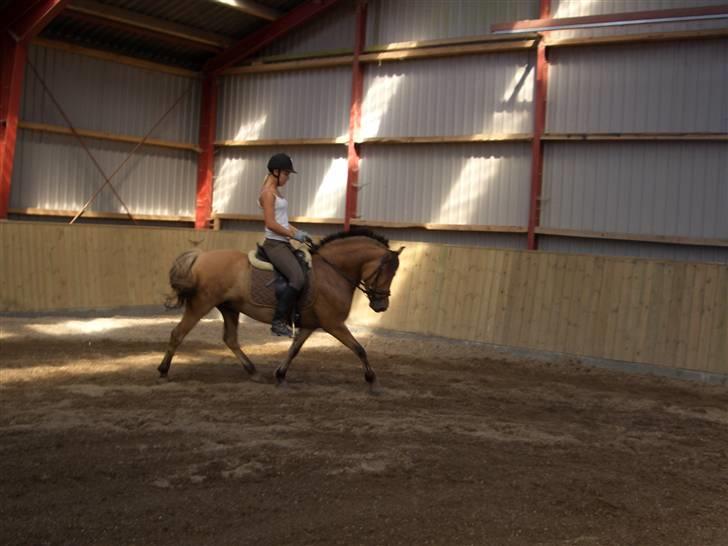 Anden særlig race Langagers Misha -Solgt billede 9