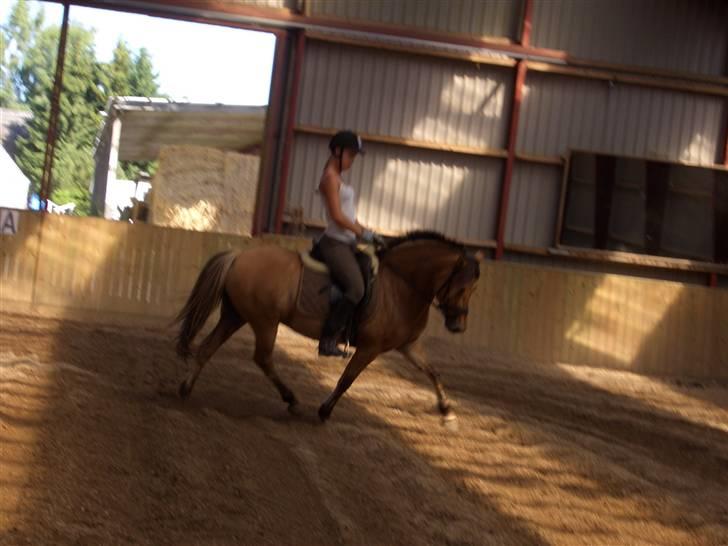 Anden særlig race Langagers Misha -Solgt billede 10