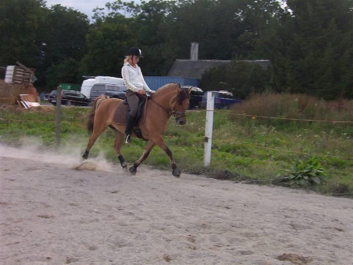 Anden særlig race Langagers Misha -Solgt billede 11