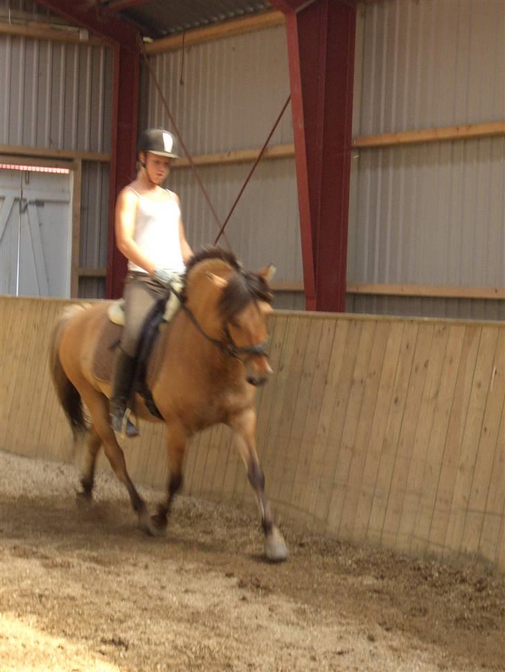 Anden særlig race Langagers Misha -Solgt billede 12