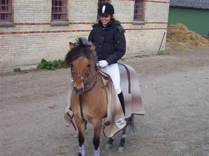 Anden særlig race Langagers Misha -Solgt billede 13