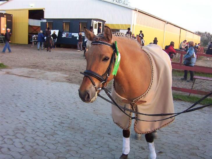 Anden særlig race Langagers Misha -Solgt billede 14