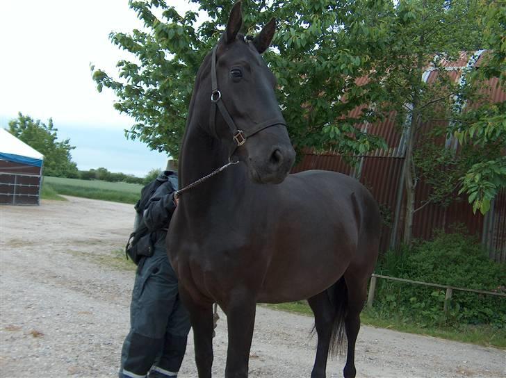 Oldenborg Lucinda -Solgt - vente vente, stævne maj 07 billede 16