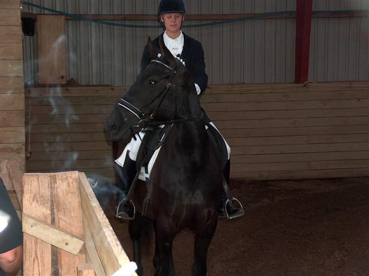 Oldenborg Lucinda -Solgt - opvarmning, stævne maj 07 billede 18