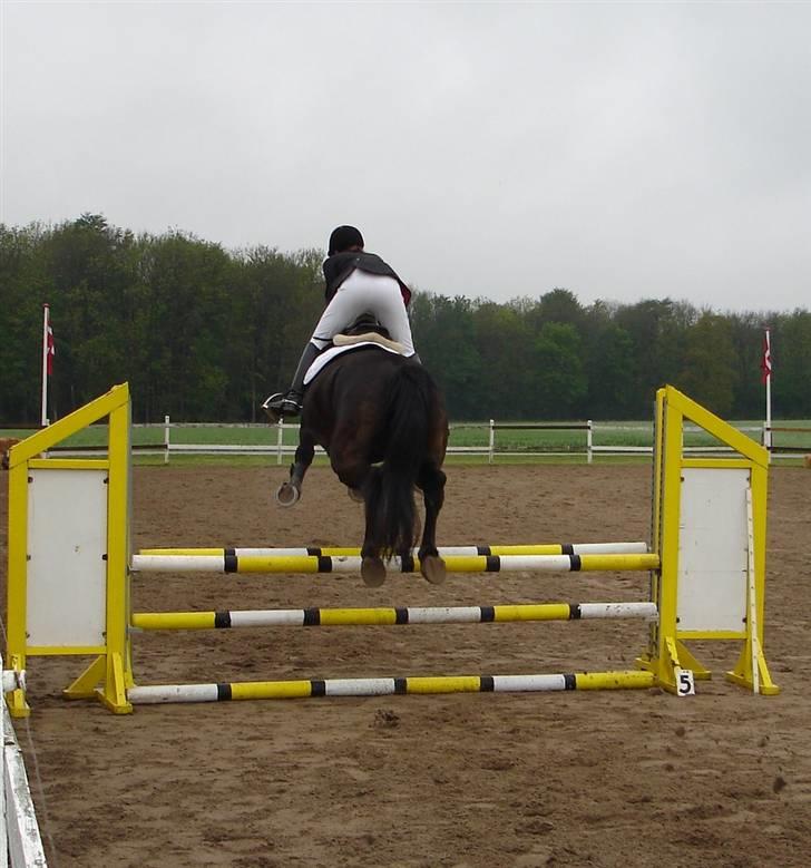 Oldenborg Lucinda -Solgt - stævnet maj09 billede 19