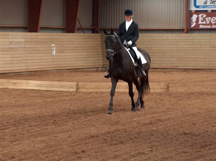 Oldenborg Lucinda -Solgt - stævnet, maj 07 billede 20