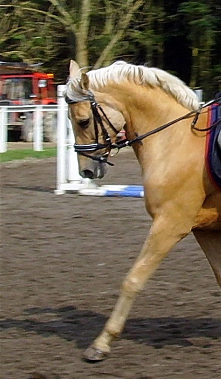 Anden særlig race                     Rain  billede 13