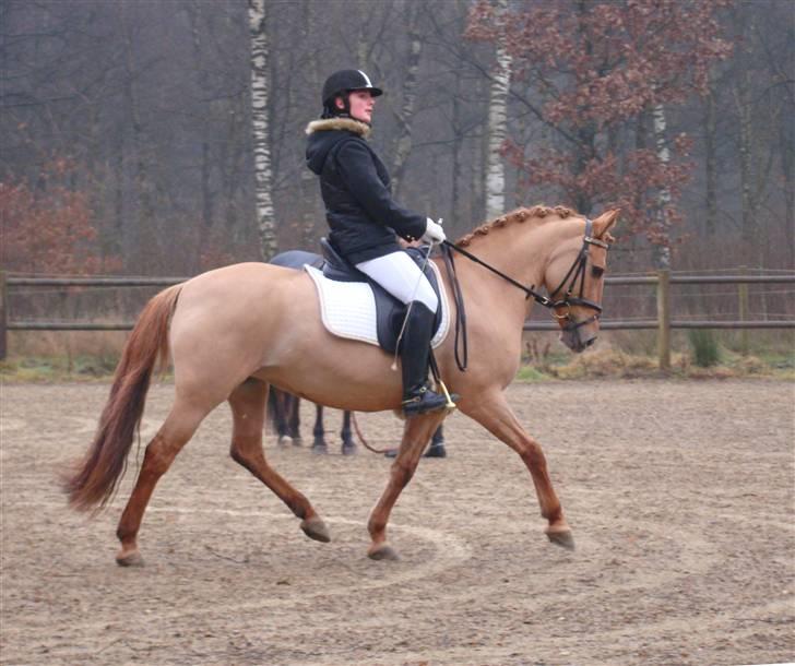 Anden særlig race Jackie *SOLGT* - Opvarmning til c-stævne i Herning.  Foto: Min mariaa ;D billede 20