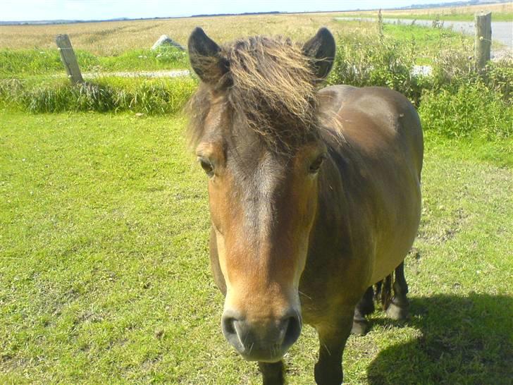 Shetlænder Lukas (Solgt) :'( - Hej jeg hedder Lukas. :D billede 1