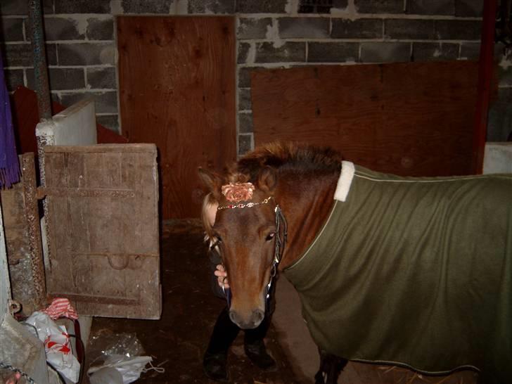 Shetlænder Lukas (Solgt) :'( - Er ved at gøre mig klar til jeg skal giftes. billede 2