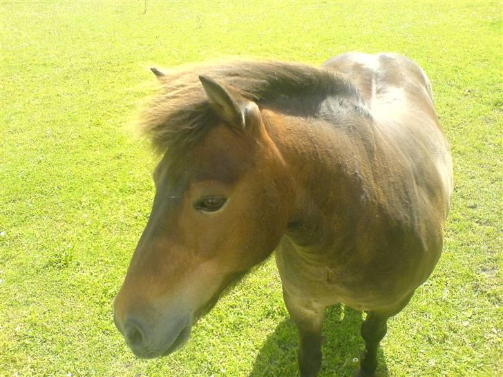 Shetlænder Lukas (Solgt) :'( - Se mig er jeg ikk sød. billede 3