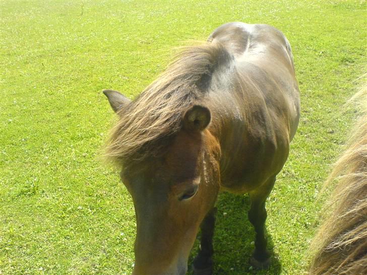 Shetlænder Lukas (Solgt) :'( - Mig billede 4