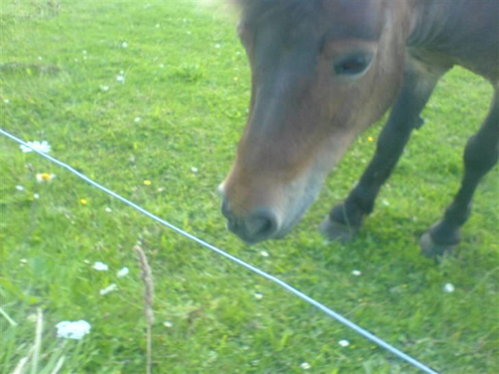 Shetlænder Lukas (Solgt) :'( - Spiser lidt græs billede 5