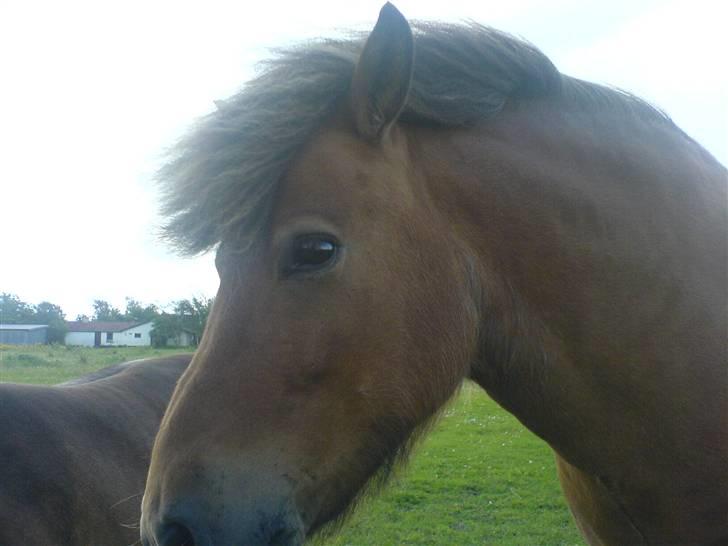 Shetlænder Lukas (Solgt) :'( - Sover lige lidt billede 6