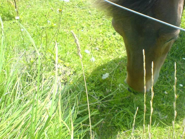 Shetlænder Lukas (Solgt) :'( - Spiser stadig billede 8