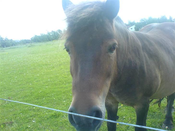 Shetlænder Lukas (Solgt) :'( - se mig billede 9