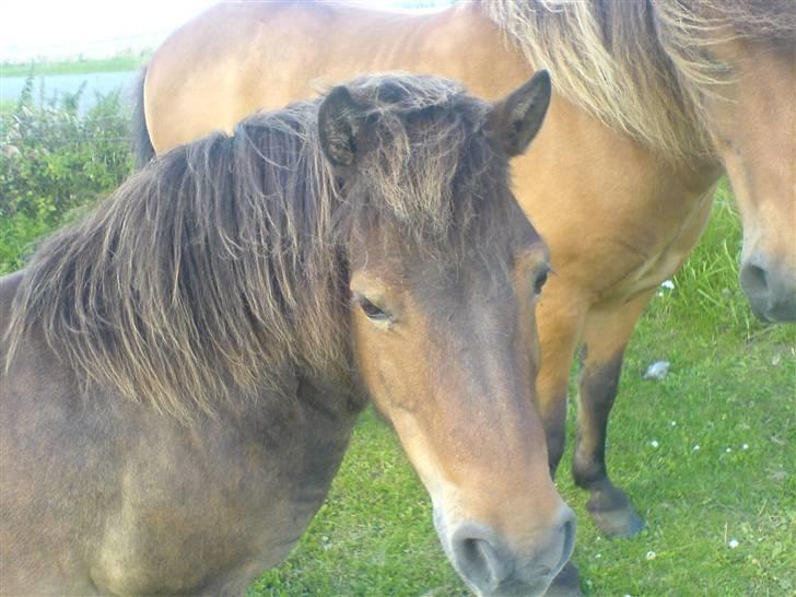Shetlænder Lukas (Solgt) :'( - Er jeg ikk sød billede 10