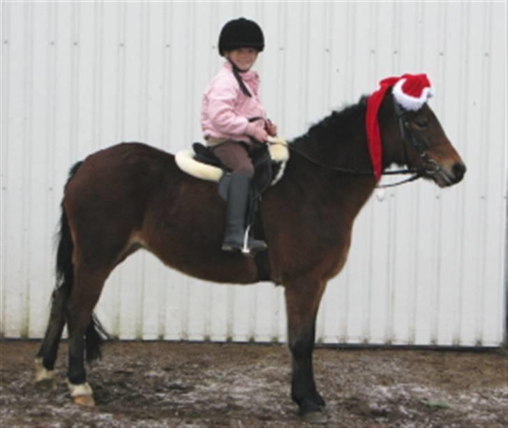 Welsh Pony af Cob-type (sec C) Korreborgs Sabina/solgt billede 2