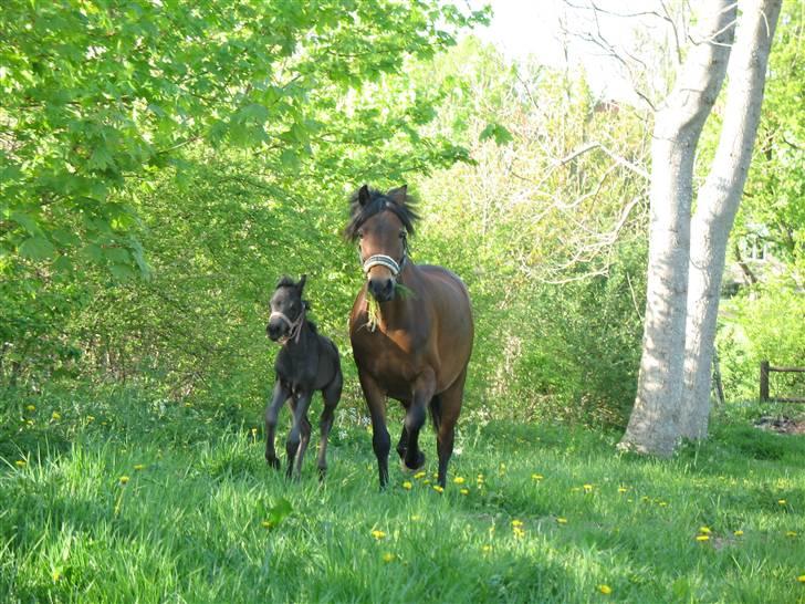 Welsh Pony af Cob-type (sec C) Korreborgs Sabina/solgt - Første dag på græs med Prinsessa billede 5