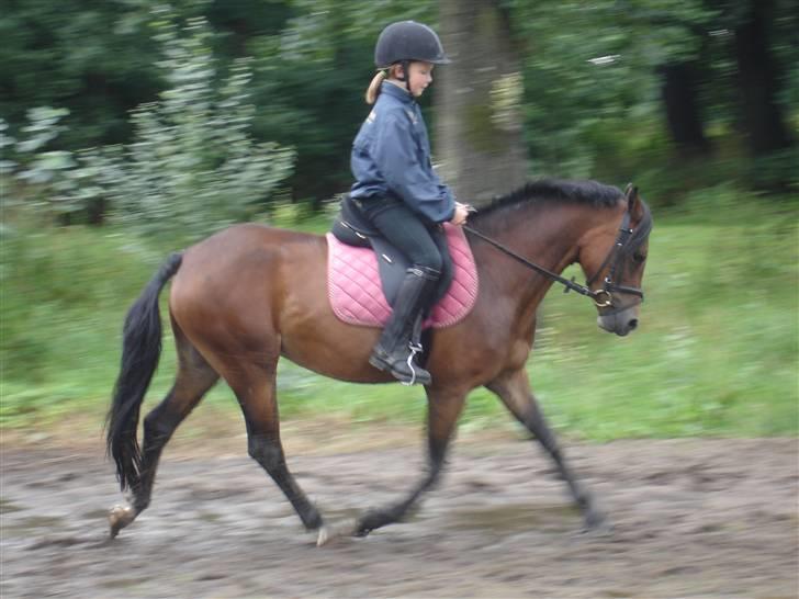 Welsh Pony af Cob-type (sec C) Korreborgs Sabina/solgt - første uge er gået med at ride søde Sabina til. billede 6