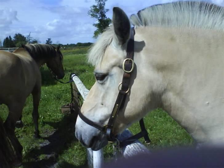 Fjordhest Musse *tidligere part* - Hoved billede, med fed hals billede 1