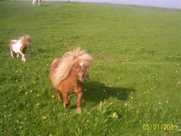 Miniature Frederik (solgt) - Velkommen til Frederiks profil...!<33 billede 1