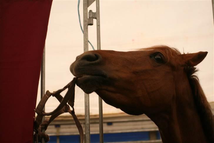 Welsh Cob (sec D) Kielshoop Honeyrose Solgt - Rosie i boksen på morsø08 - Foto Sisse :D   billede 11