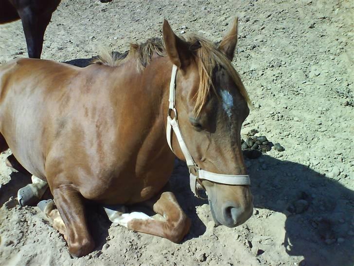 Welsh Cob (sec D) Kielshoop Honeyrose Solgt billede 12