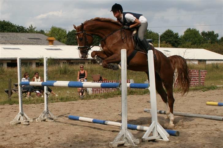 Hollandsk Varmblod Max R.I.P - Springkursus på VER 2/8 2008. billede 4