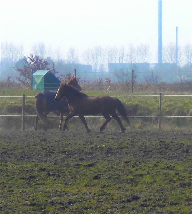 Anden særlig race Buster - GAMMEL PART - Buster løber rundt på folden og leger hingst? eller noget xD  billede 6