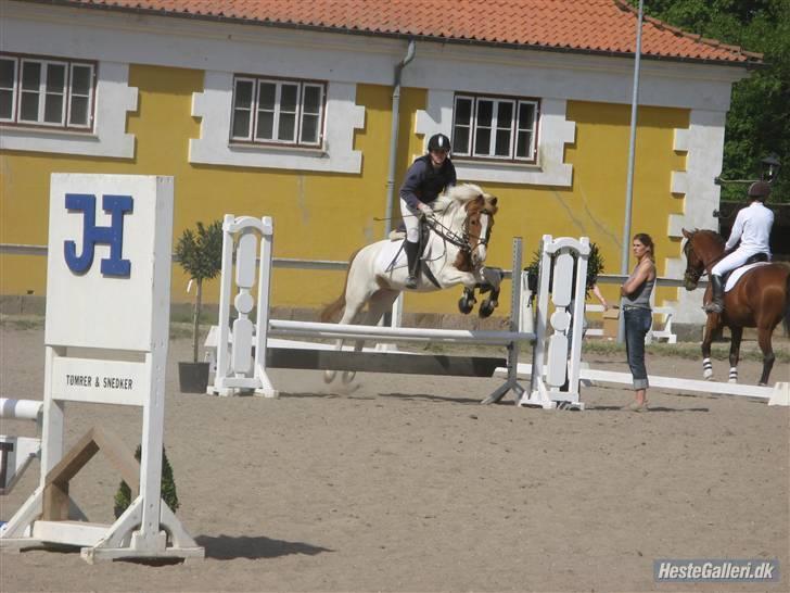 Pinto holger SOLGT ;( - LD for hest billede 2
